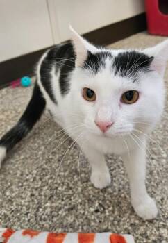 Shrimp -  Domestic Short Hair Cat for Adoption in Fremont, Ohio - Shrimp | PetCurious