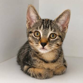 Honey -  Domestic Short Hair Cat for Adoption in Pontiac, Michigan - Honey | PetCurious