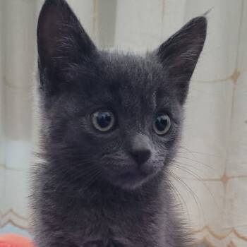 Rescue Domestic Short Hair Cats for Adoption in Pleasanton, California - Dug | PetCurious