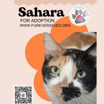 Rescue Domestic Short Hair Cats for Adoption in Miami, Florida - Sahara | PetCurious