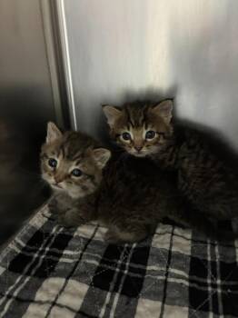 Ava -  Domestic Short Hair Cat for Adoption in Clarksville, Tennessee - Ava | PetCurious