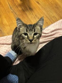 Campbell -  Domestic Short Hair and Tabby Cat for Adoption in Zimmerman, Minnesota - Campbell | PetCurious