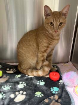 Rescue Domestic Short Hair Cats for Adoption in Kemp, Texas - Sandy | PetCurious