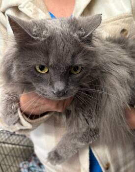 Domestic Long Hair Cats Available for Adoption in Emmett, Idaho - Fiona | PetCurious