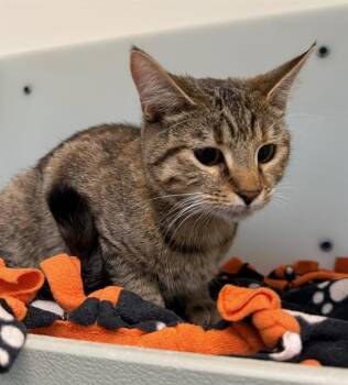Rescue Domestic Short Hair Cats for Adoption in Peoria, Illinois - DELANY | PetCurious