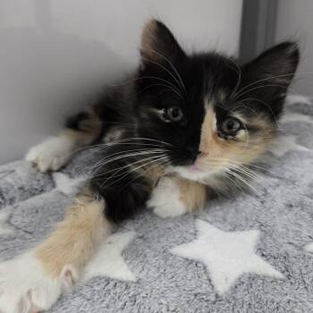 Marble -  Domestic Long Hair and Calico Cat for Adoption in Keokuk, Iowa - Marble | PetCurious