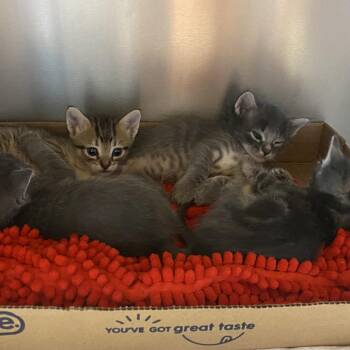 Clipstick -  Domestic Short Hair Cat for Adoption in Westminster, California - Clipstick | PetCurious