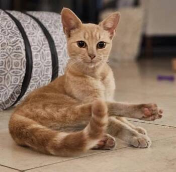 Domestic Short Hair Cats Available for Adoption - Bella - PSP | PetCurious
