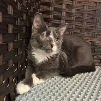 Linka -  Domestic Short Hair Cat for Adoption in Eureka Springs, Arkansas - Linka | PetCurious