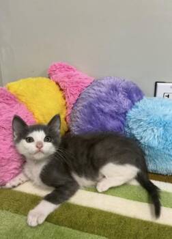 Domestic Short Hair Cats Available for Adoption in Picayune, Mississippi - Flash | PetCurious