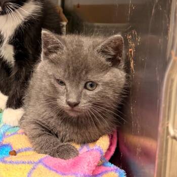 Stardew -  Domestic Medium Hair Cat for Adoption in Lynchburg, Virginia - Stardew | PetCurious