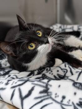 Domestic Short Hair Cats Available for Adoption in Plainfield, New Jersey - Buttercup | PetCurious