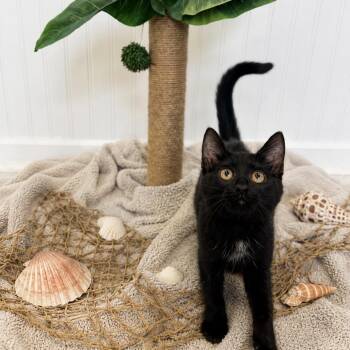 Lovey -  Domestic Short Hair Cat for Adoption in Brownsboro, Alabama - Lovey | PetCurious