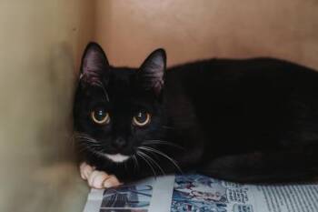 94512a Truffle -  Domestic Short Hair Cat for Adoption in North Charleston, South Carolina - 94512a Truffle | PetCurious