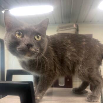 Yolanda -  Domestic Short Hair Cat for Adoption in Garfield, Arkansas - Yolanda | PetCurious