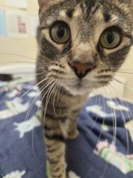 Domestic Short Hair Cats Available for Adoption in Westland, Michigan - Faye | PetCurious