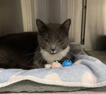 Prada -  American Shorthair Cat for Adoption in North Kingstown, Rhode Island - Prada | PetCurious