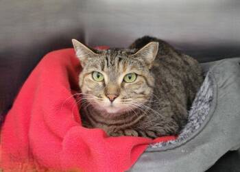 Domestic Short Hair Cats Available for Adoption - Emmy | PetCurious