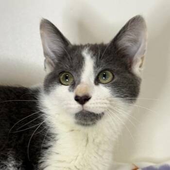 Domestic Short Hair Cats Available for Adoption - ClawClaw Jones | PetCurious