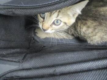 HASHBROWN -  Domestic Short Hair Cat for Adoption in Ocala, Florida - HASHBROWN | PetCurious