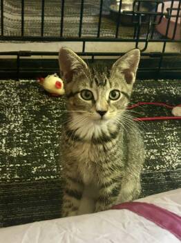 Jolene -  Domestic Short Hair Cat for Adoption in Warrington, Pennsylvania - Jolene | PetCurious