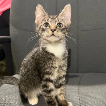Chimichanga -  Domestic Short Hair Cat for Adoption in Wappingers Falls, New York - Chimichanga | PetCurious
