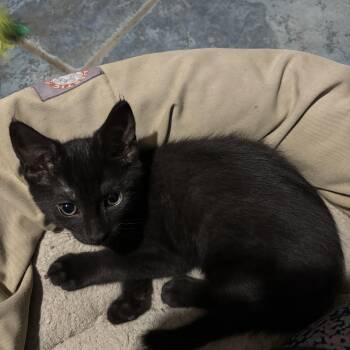 Trevor -  Domestic Short Hair Cat for Adoption in Oriental, North Carolina - Trevor | PetCurious