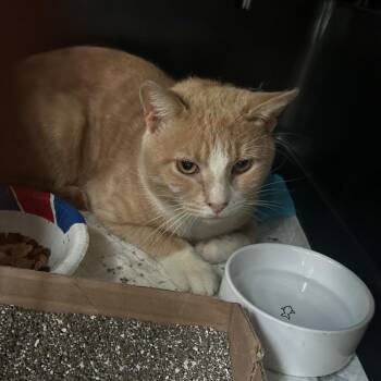 Hobson Coming In -  Domestic Short Hair Cat for Adoption in Clifton, New Jersey - Hobson Coming In | PetCurious
