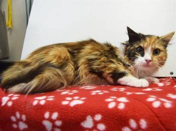Domestic Medium Hair Cats Available for Adoption - PEBBLES | PetCurious