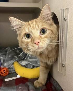 Domestic Medium Hair and Domestic Short Hair Cats Available for Adoption in Quakertown, Pennsylvania - Randall | PetCurious