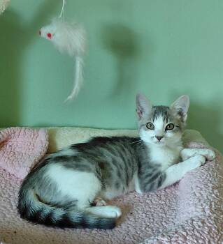 Jasper -  Tabby and Domestic Short Hair Cat for Adoption in Melbourne, Florida - Jasper | PetCurious