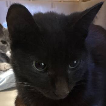 Rescue Domestic Short Hair Cats for Adoption in West Palm Beach, Florida - Gretchen | PetCurious