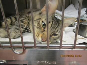 (631) -  Domestic Medium Hair Cat for Adoption in Marietta, Georgia - (631) | PetCurious
