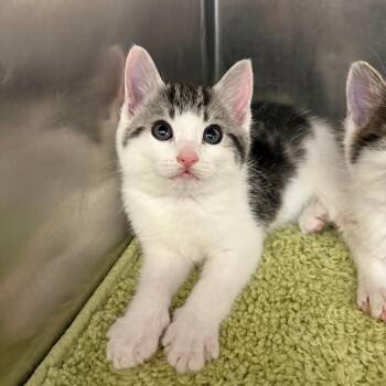 Domestic Short Hair Cats Available for Adoption in North Branford, Connecticut - 26-162 | PetCurious