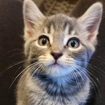 Bobbie -  Domestic Short Hair Cat for Adoption in Long Beach, California - Bobbie | PetCurious