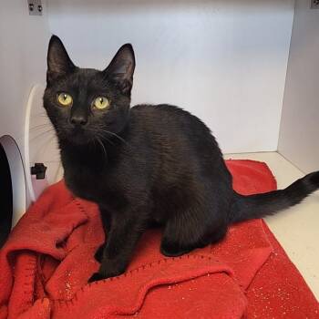 Koi -  Domestic Short Hair Cat for Adoption in Monroe, Michigan - Koi | PetCurious