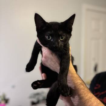 Rescue Domestic Short Hair Cats for Adoption in Hamilton Township, New Jersey - FORREST | PetCurious