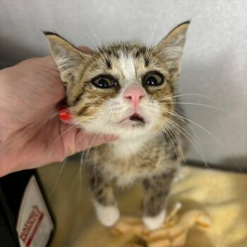 Domestic Short Hair Cats Available for Adoption in Los Angeles, California - Iguana | PetCurious