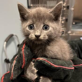 Pepper -  Domestic Short Hair Cat for Adoption in Chattanooga, Tennessee - Pepper | PetCurious