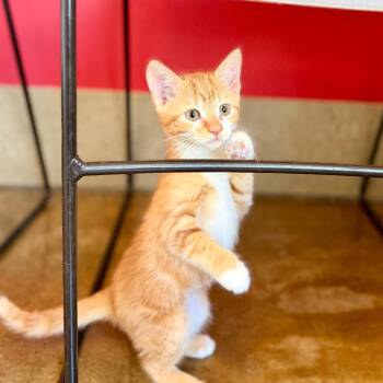 Butterscotch -  Domestic Short Hair Cat for Adoption in Green Bay, Wisconsin - Butterscotch | PetCurious