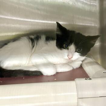 Clyde -  Domestic Short Hair Cat for Adoption in Hawthorne, California - Clyde | PetCurious
