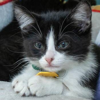SONIC -  Domestic Short Hair Cat for Adoption in St. Louis, Missouri - SONIC | PetCurious