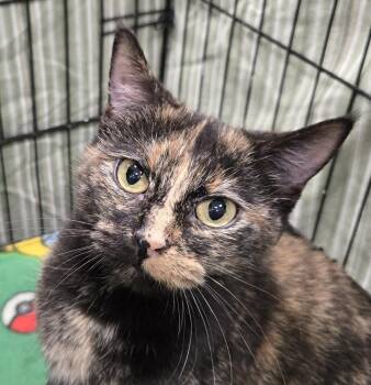 Marian -  Domestic Short Hair Cat for Adoption in Mokena, Illinois - Marian | PetCurious