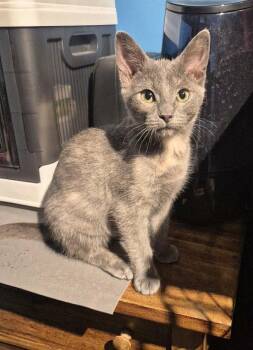 Rescue Domestic Short Hair Cats for Adoption in Winnipeg, Manitoba - Sunshine | PetCurious