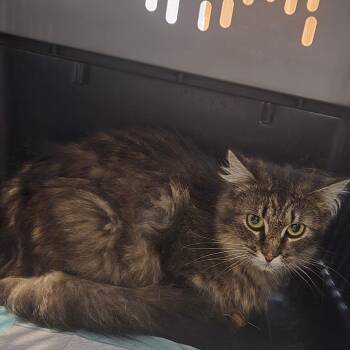 Domestic Long Hair Cats Available for Adoption in Idaho Falls, Idaho - Cherry Blossom | PetCurious