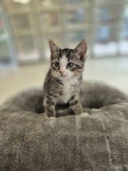 Domestic Short Hair Cats Available for Adoption in Columbus, Indiana - Cadpig | PetCurious