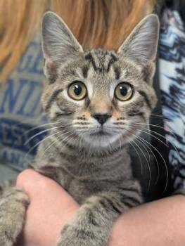 Rescue Domestic Short Hair Cats for Adoption in Canfield, Ohio - COCOA | PetCurious