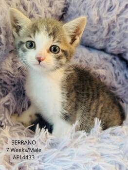 Domestic Short Hair Cats Available for Adoption - Serrano | PetCurious