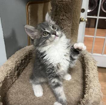 Moth -  Tabby and Domestic Medium Hair Cat for Adoption in Fayetteville, Georgia - Moth | PetCurious