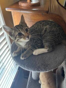 Gadget26 -  Domestic Short Hair Cat for Adoption in Youngsville, North Carolina - Gadget26 | PetCurious